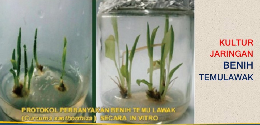 Kultur Jaringan Benih Temulawak